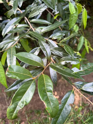 Puerto Rico Cinnamon