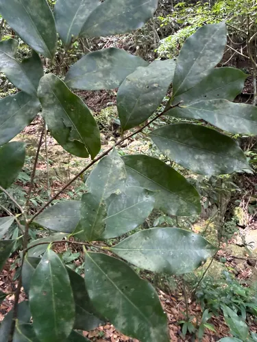 Pepperleaf Sweetwood — photo by Omar Monzon Carmona
