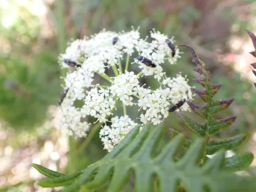 Calder's Licorice-root