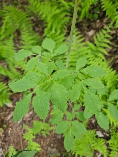 Canadian Licorice-root