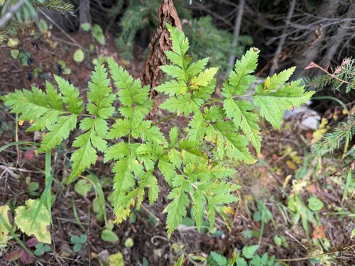 Canby's Licorice-root