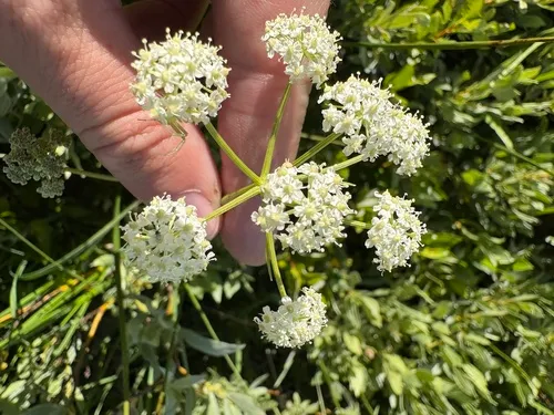 Fernleaf Licorice-root