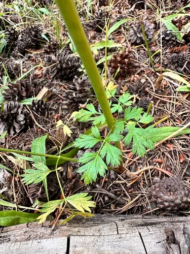 Gray's Licorice-root