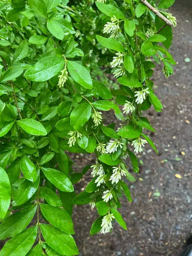 Border Privet