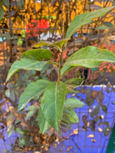 California Privet