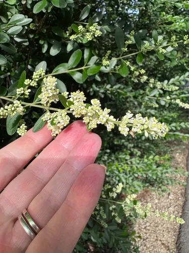 Waxyleaf Privet