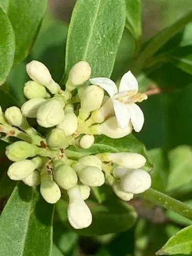 European Privet