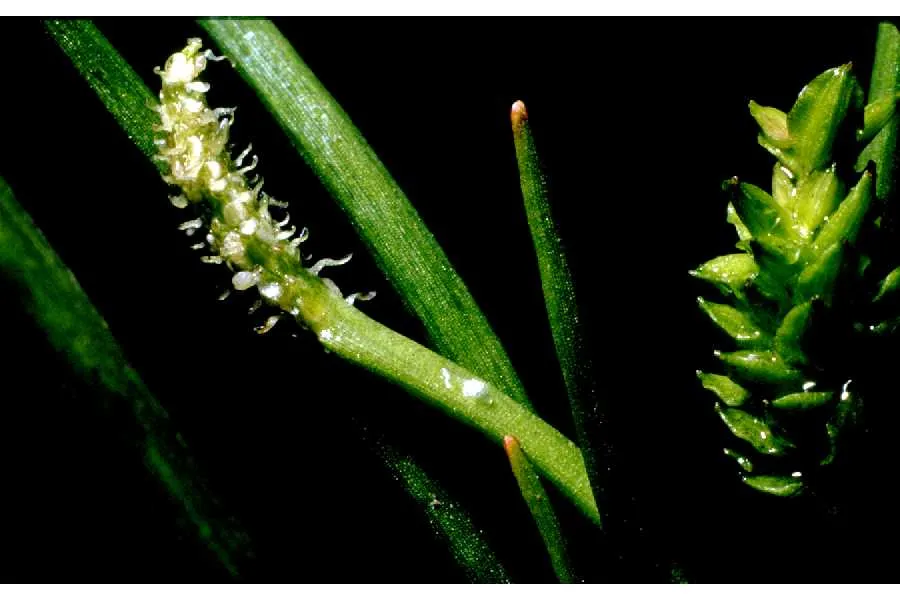 Awl-leaf Lilaea — photo by William & Wilma Follette