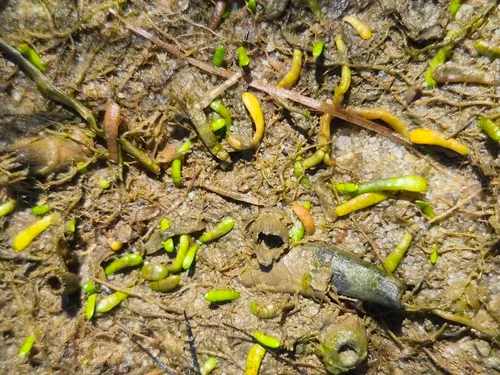 Eastern Grasswort