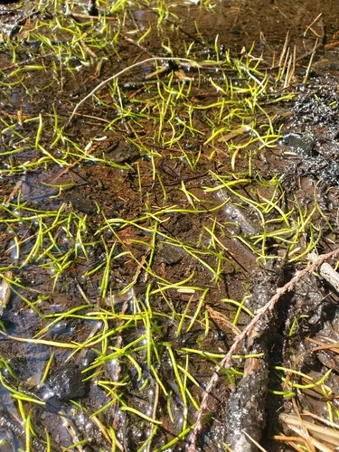 Western Grasswort