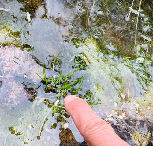 Schaffner's Grasswort
