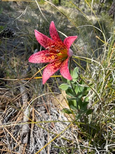 Bolander's Lily