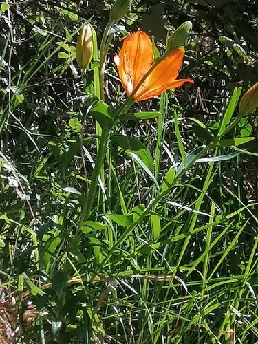 Orange Lily — photo by sabinealpine