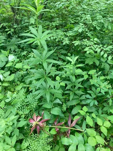 Canada Lily