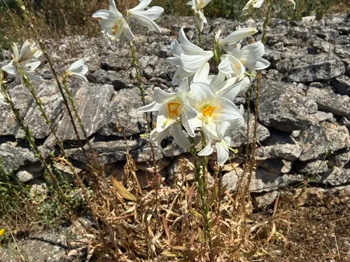 Madonna Lily — photo by pavlinkarozinka