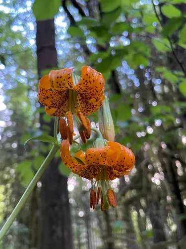 Columbia Lily