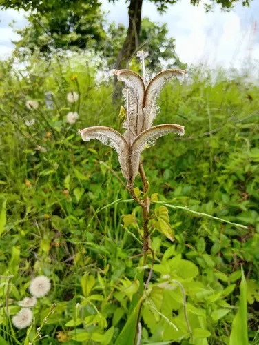 Formosa Lily — photo by makiyama