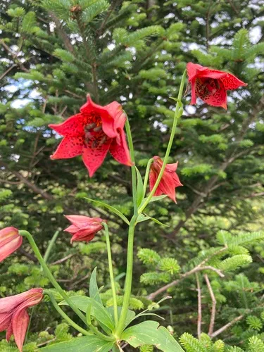 Gray's Lily — photo by nancyaz