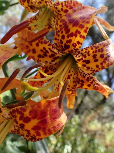 Humboldt Lily