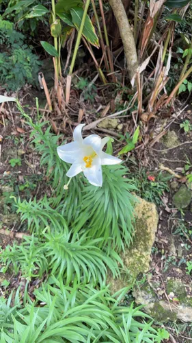Easter Lily — photo by irapst