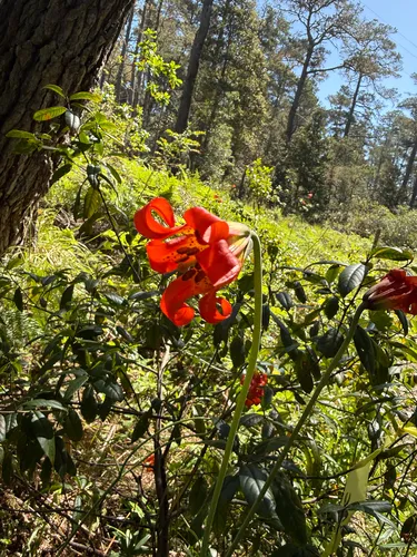 Coast Lily