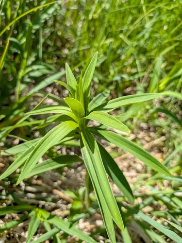 Michigan Lily — photo by Bria Abeles-Allison