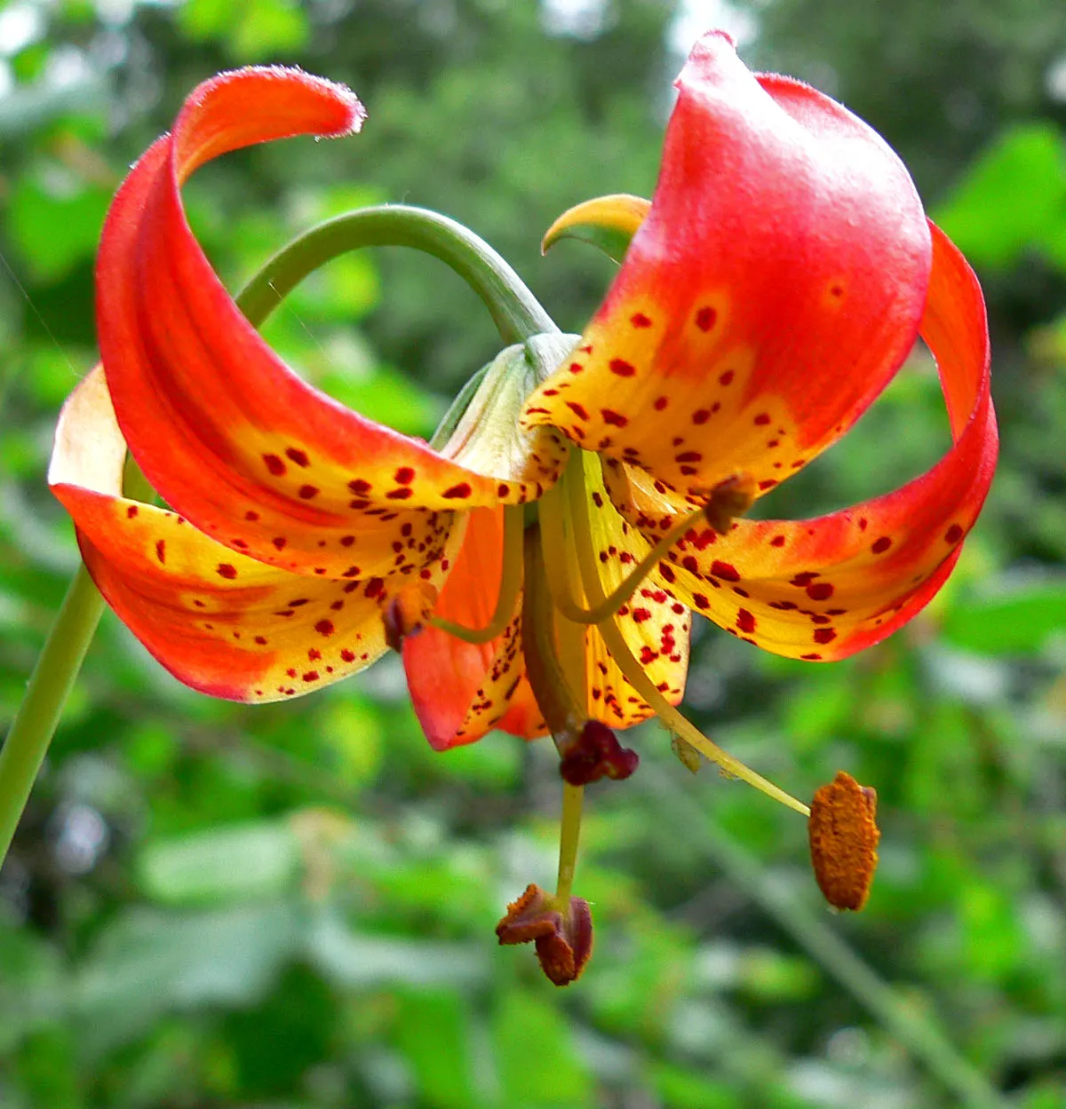 Pitkin Marsh Lily (subsp. pitkinense) — photo by Stan Shebs