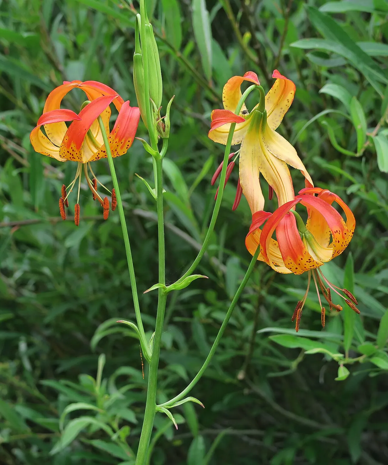 Shasta Lily (subsp. shastense) — photo by John Rusk from Berkeley, CA, United States of America