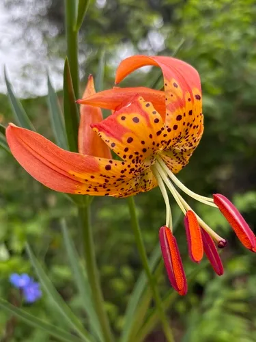Leopard Lily — photo by sucoyle