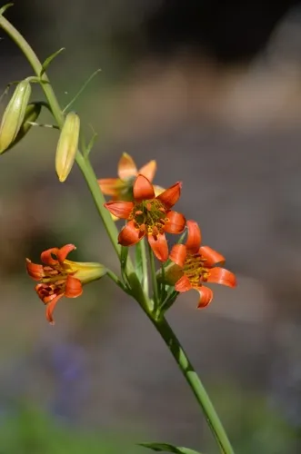 Sierra Tiger Lily — photo by ehlersblake5