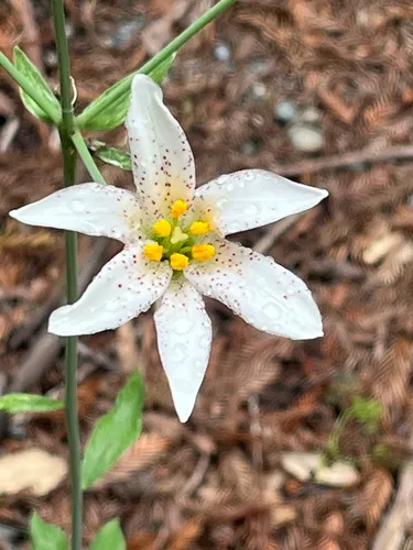 Redwood Lily — photo by jalopy