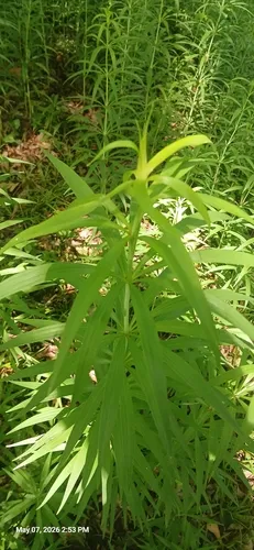Turk's-cap Lily