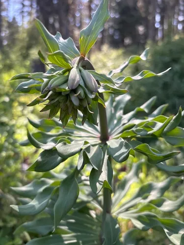 Cascade Lily (subsp. purpurascens) — photo by Rachel Werling