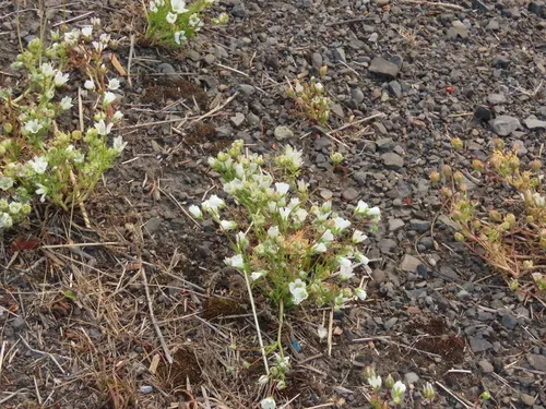 White Meadowfoam — photo by Barbara L. Wilson