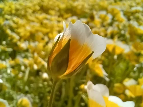 Douglas' Meadowfoam
