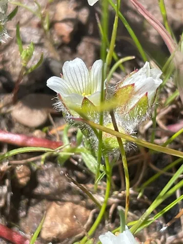 Woolly Meadowfoam (subsp. floccosa) — photo by jrmorris