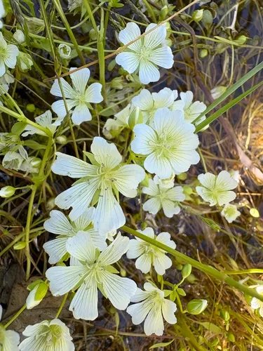 Sebastopol Meadowfoam