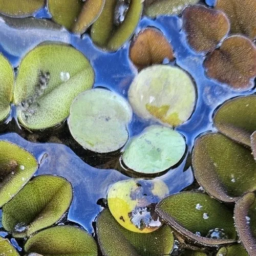West Indian Spongeplant