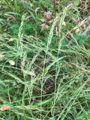 Ozark Grass — photo by lanechaffin