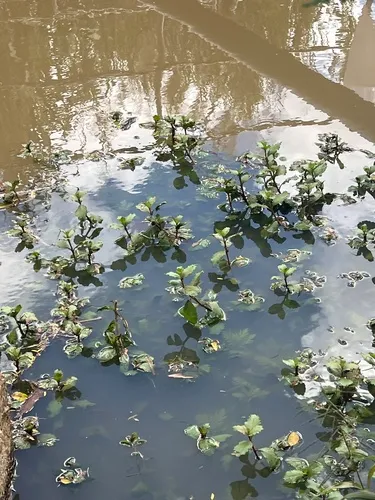 Indian Marshweed