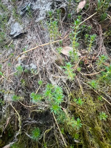 Asian Marshweed