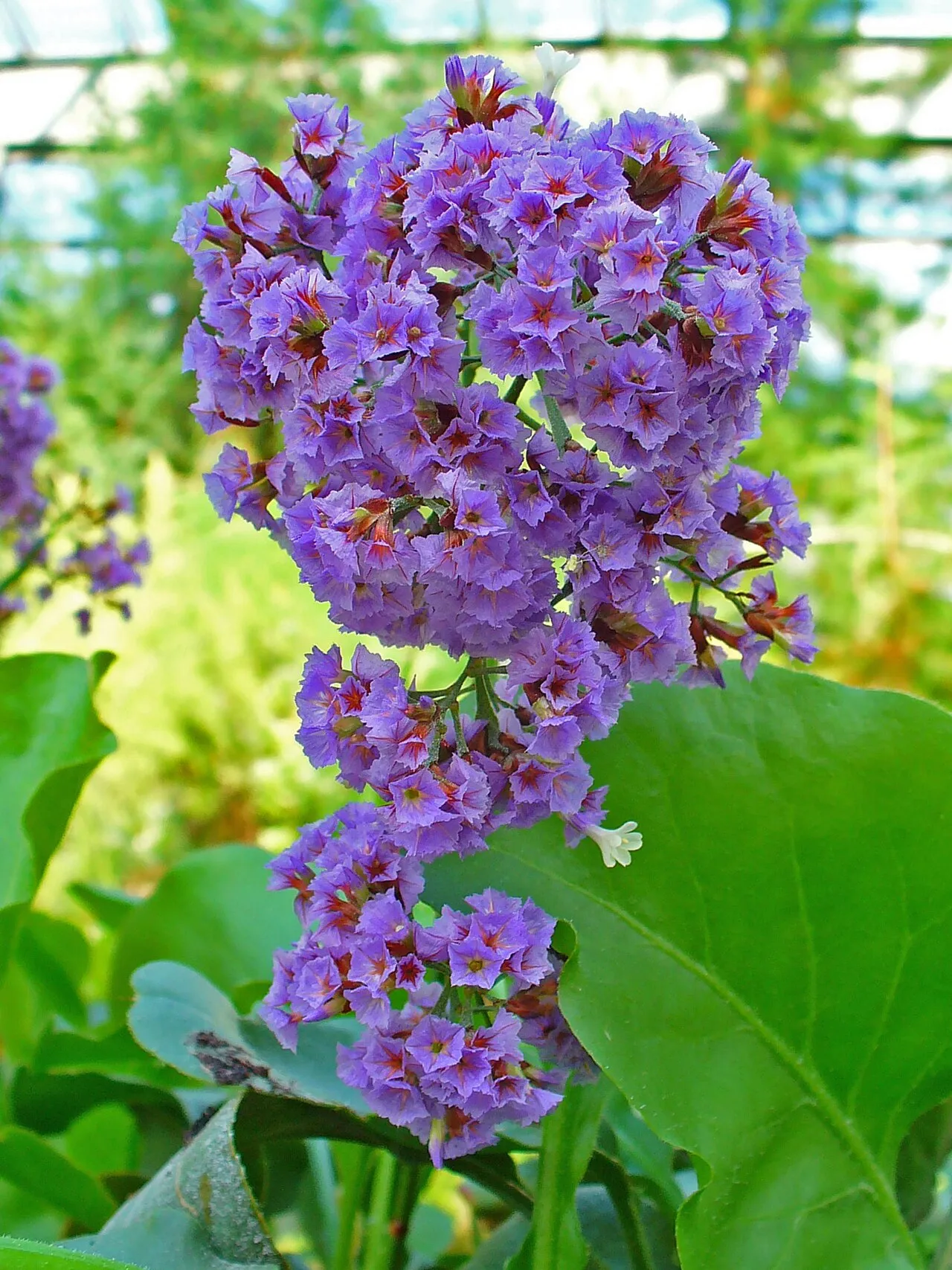 Tree Limonium — photo by H. Zell