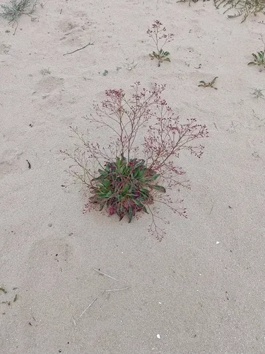 Rock Sea-lavender — photo by raptorgame85