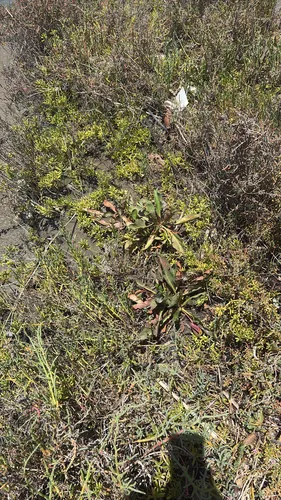 Marsh Rosemary