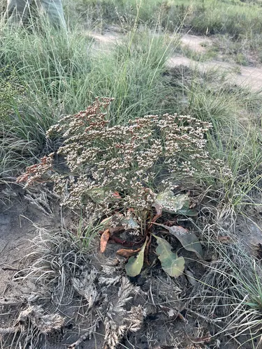 Trans-Pecos Sea Lavender