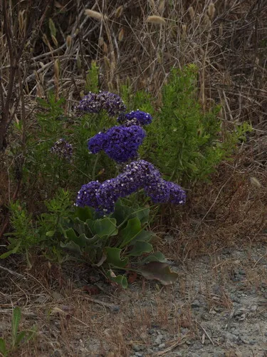 Perez's Sea Lavender