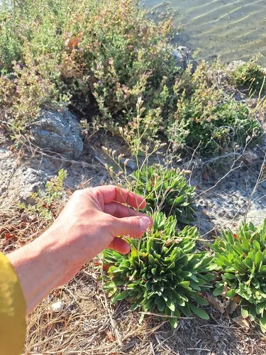 Algerian Sea Lavender