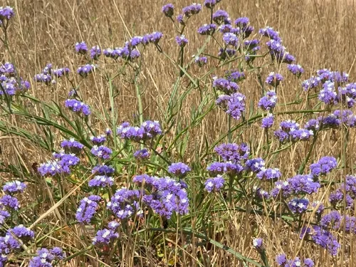 Wavyleaf Sea Lavender — photo by יוסף