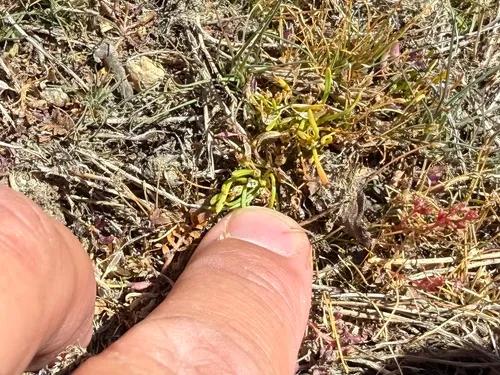 Owyhee Mudwort