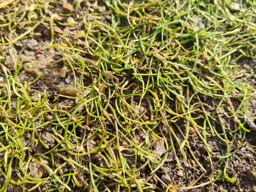 Welsh Mudwort